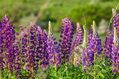 De lupine is terug en dit is waarom je hem moet hebben